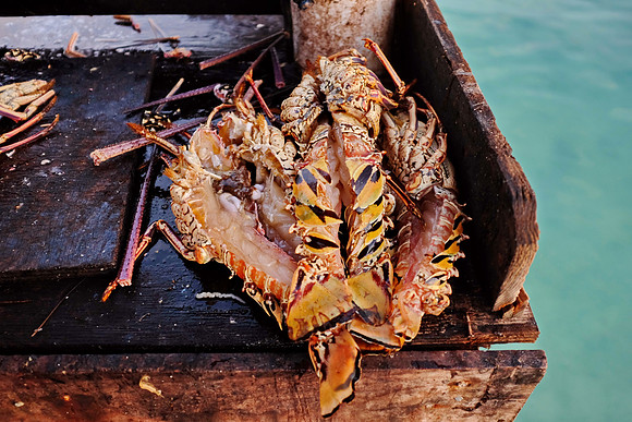 Anegada Lobster