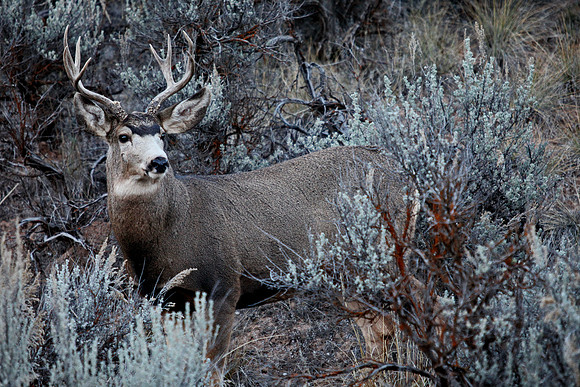 Elk in Colorado