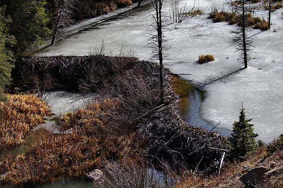Beaver Damm in Colorado