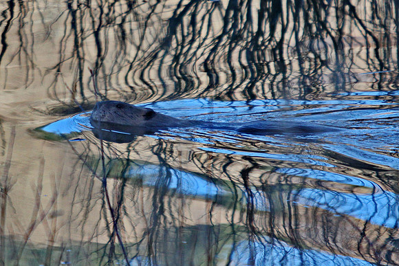 Beaver in Colorado