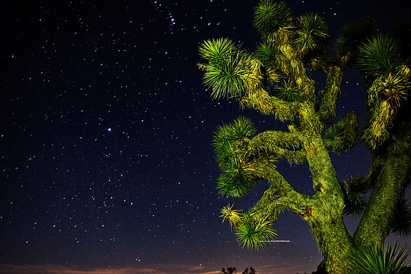joshua tree national park @ night