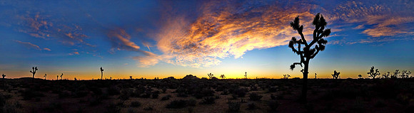 Sunrise Joshua Tree National Park