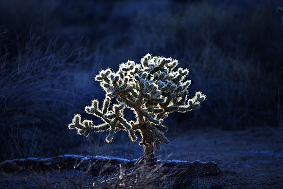 Joshua Tree National Park
