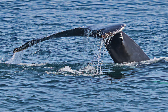 Whale Watching