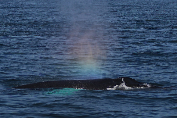 Whale Watching