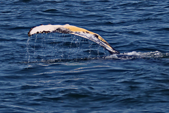 Whale Watching