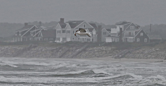 Cape Cod