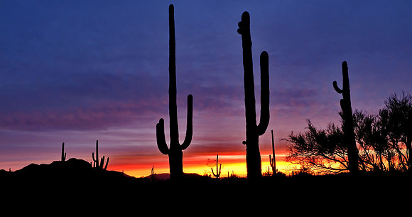Sunrise Organ Pipe National Monument