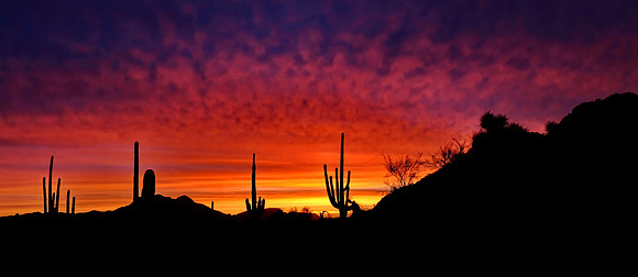 Sunrise Organ Pipe National Monument