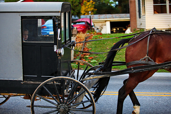 Amish Buggy