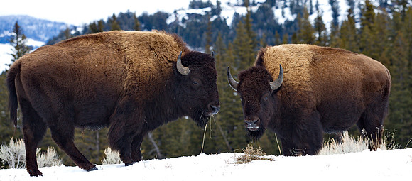 Yellowstone-Nationalpark, Wyoming, USA