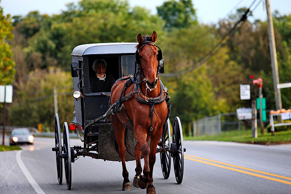 Amish Buggy